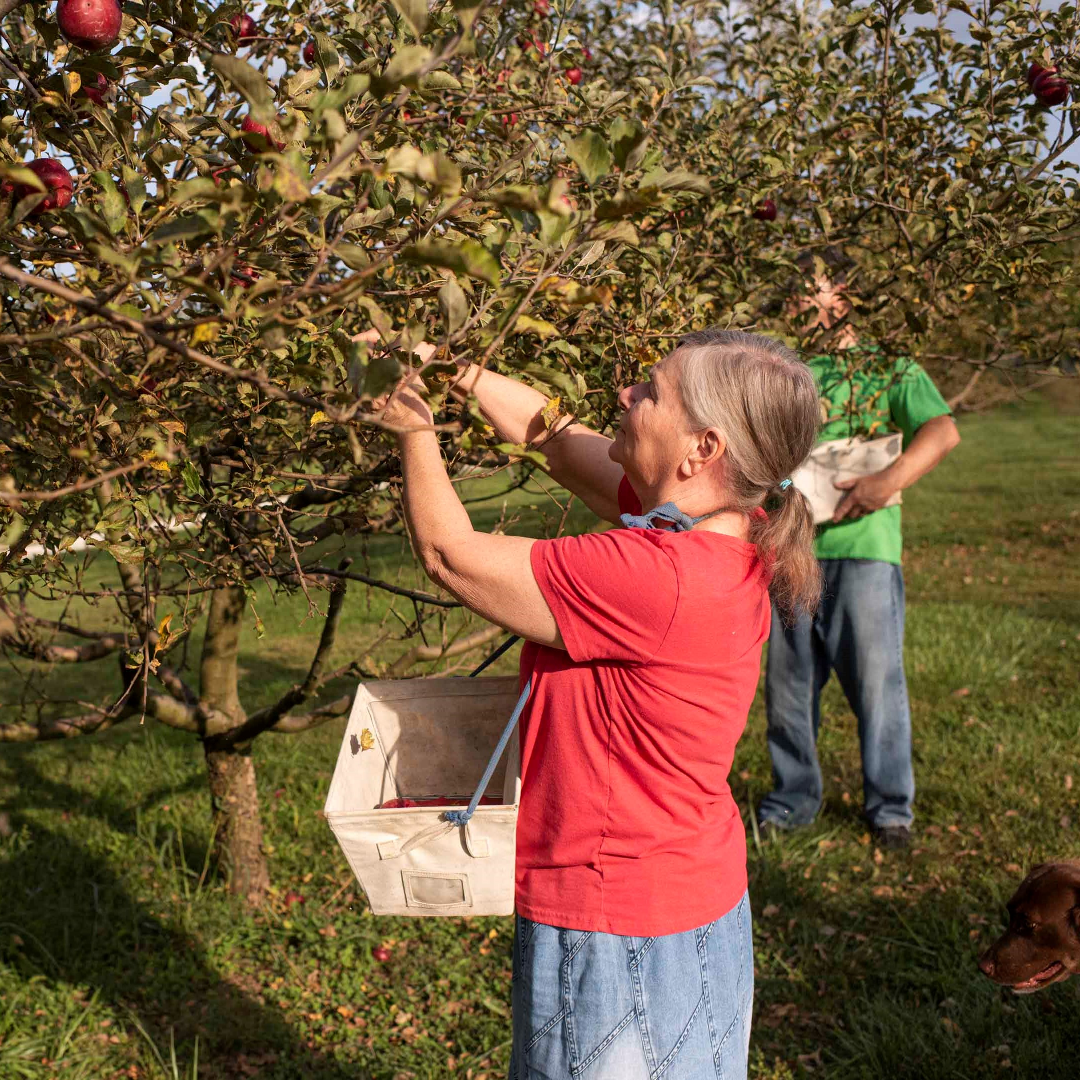 Hampton’s Hilltop Orchard: Orchard hobby branches into family business